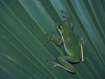 FROG ON LEAF