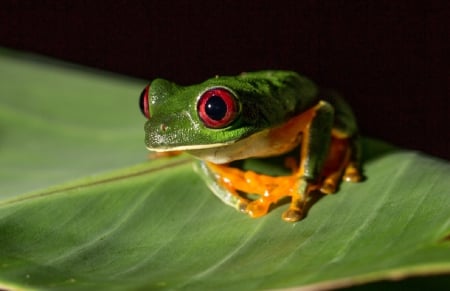 CUTE FROG - CUTE, LITTLE, FOG, GREEN