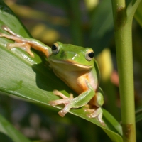 LITTLE FROG