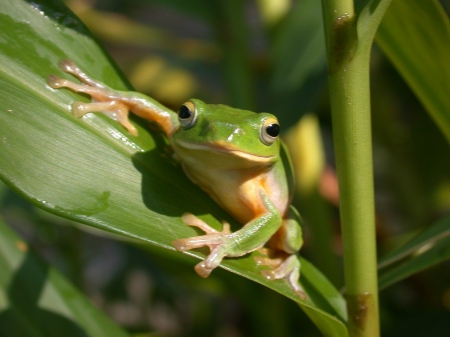 LITTLE FROG - frog, leaf, sitting, green