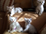 cute kittens