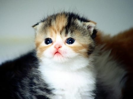 CUTE KITTY - KITTY, CUTE, LITTLE, CAT