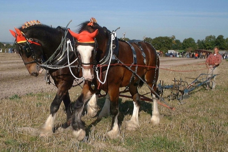 DRAFT HORSES PLOUGHING - horses, nature, animals, draft, ploughing