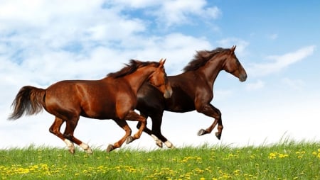 WILD AND FREE - horses, nature, sky, free, animals, wild, field, galloping