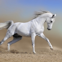 WHITE STALLION