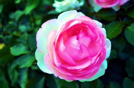 English Rose - blossom, garden, summer, leaves