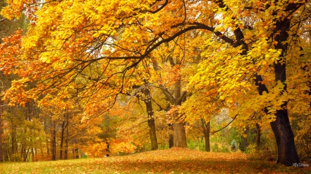 Change in the Wind - trees, gold, forest, maple, orange, fall, autumn, seasons, oak, park