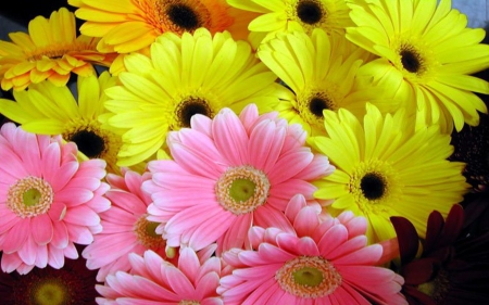 Daisies - nature, pastel, colorful, daisies, flower