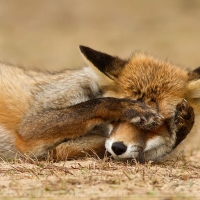 Shy fox