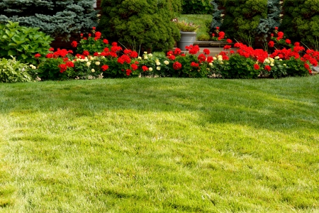 Red Rose Garden - red roses, rose garden, Red Rose Garden, flower garden