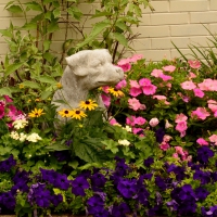 Canine Gardens