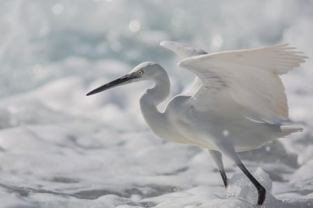 Little Egret - white, snow, egret, bird, little