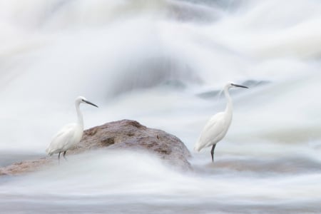 Snowy Egrets - white, egret, egrets, snowy, birds