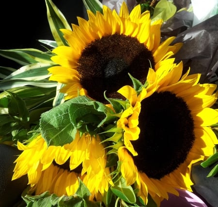 More SunShine! - summer, garden, vibrant, sunflowers, yellow, nature, sunshine