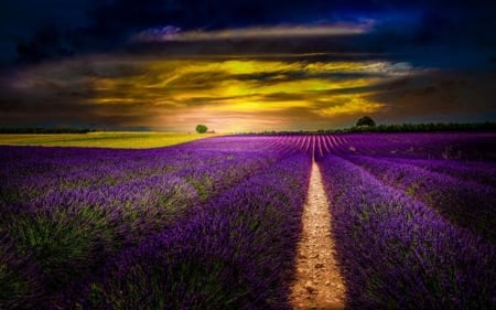 Sunset on Lavander - sunset, beautiful, lavander, splendor, landscape, field