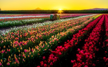 Tulips field at sunrise - pretty, sunlight, summer, beautiful, sunrise, meadow, rows, flowers, glow, colorful, tulips, sunset, rays, field, sky, shine