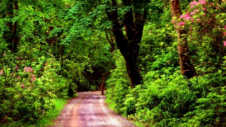 Park pathway - greenery, trees, branches, summer, beautiful, road, forest, lovely, freshness, leaves, flowers, pathway, park