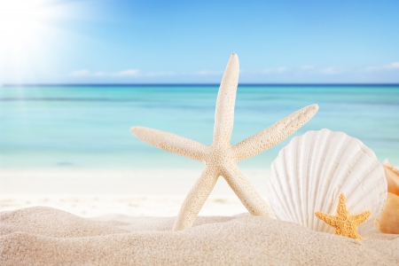 â™¥Seashellsâ™¥ - starfish, beach, sun, shells, summer, sea, sand