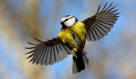 Bird - yellow, amazing, bird, black