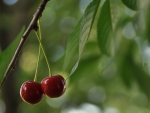 Cherries