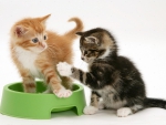 cute playing kittens