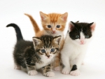 Three cute kittens