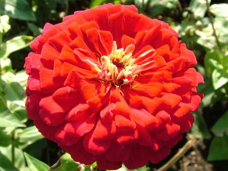 Red flower - round, centre, yellow, sun