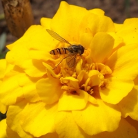 Wasp on a Yellow Flowe