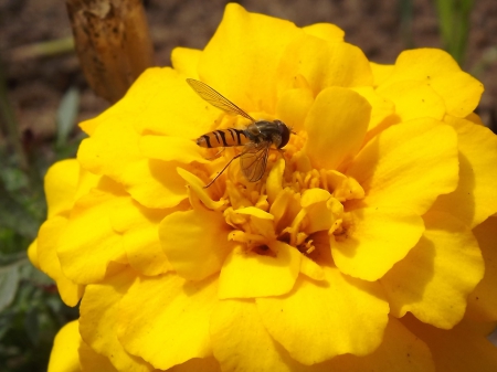 Wasp on a Yellow Flowe - insect, wasp on flower, wasp, wasp and flower