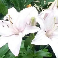 My Lillies