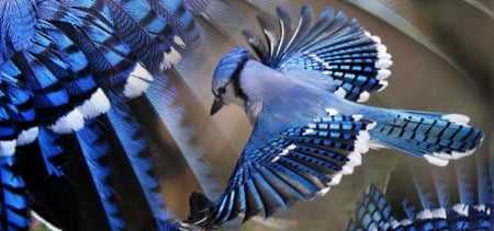 Blue Jay - flying, colors, patterns, wings