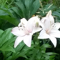 My Lillies 2