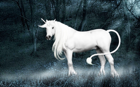 Unicorn in the mist - silvery, grass, forest, stands