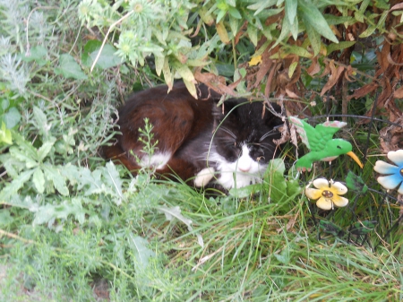 Felix - felix, flowers, garden, cat