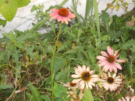 My Garden - summer, flowers, garden, pink