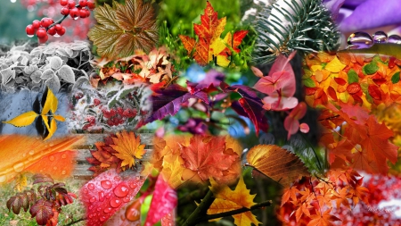 Fall and Frost - snow, collage, leaves, dew drops, flowers, berries, fall, ice, autumn, bright, rain drops, frost