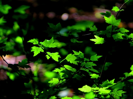 Leaf - leaf, summer, forest, shadow