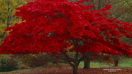 Autumn Tree - nature, autumn, fall, red, colorful, scenery, tree