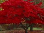 Autumn Tree