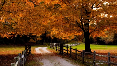 Autumn Path - Trees, Autumn, Fence, Path, New England