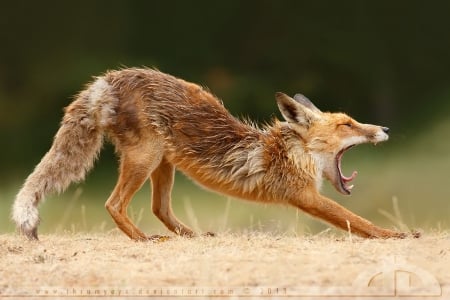 Lazy fox - wildlife, photography, animals, red fox, predators, wallpaper, fox, predatory animals, abstract, wilderness, wild, sweet, cute, wild animals