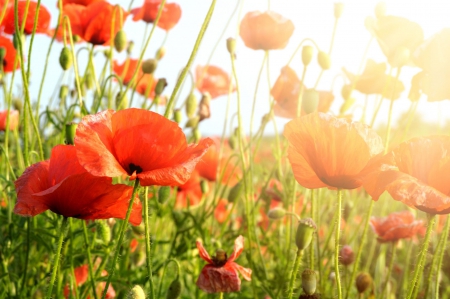 Look what counts - nature, field, flowers, poppies