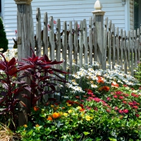 Summertime Fence