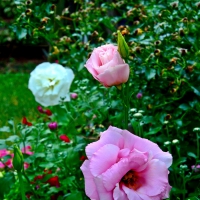 Macro Summer Rose