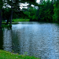 Relaxing Summer Pond