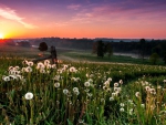 sunset over a  weed covered field