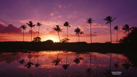 Sunset Beach - beach, ocean, palm trees, sunset