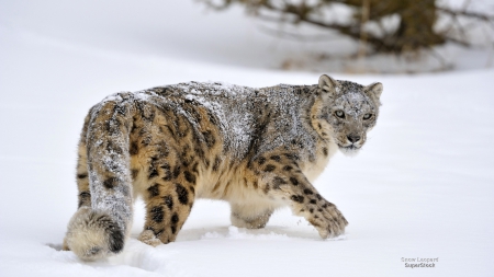 Leopard in Snow - big cats, winter, leopard, snow