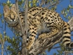 Serval in Tree, Kenya