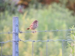 Evening Rest on the Fence